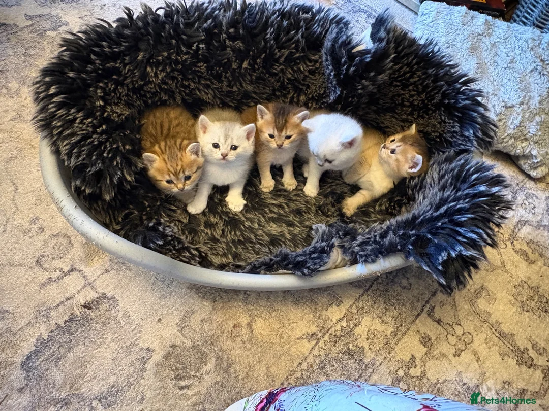 British Shorthair cats for sale: Exquisite litter of rare silver and golden bsh. - Advert 1