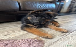 German Shepherd dogs for sale: Top Quality GSD puppies available  - Image 2