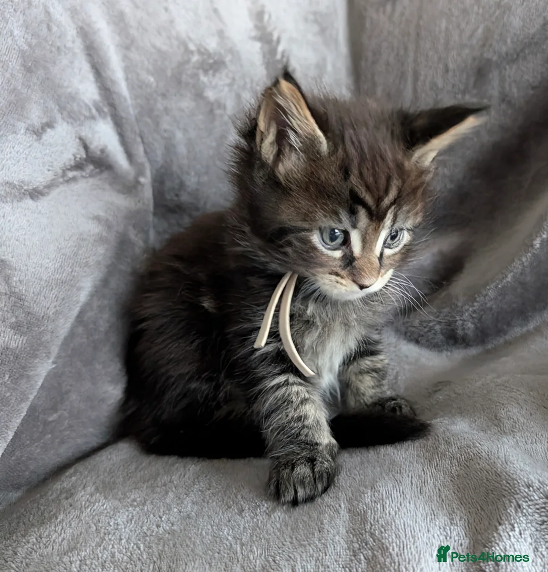 Maine Coon cats for sale: Chunky Maine Coons  - Advert 14