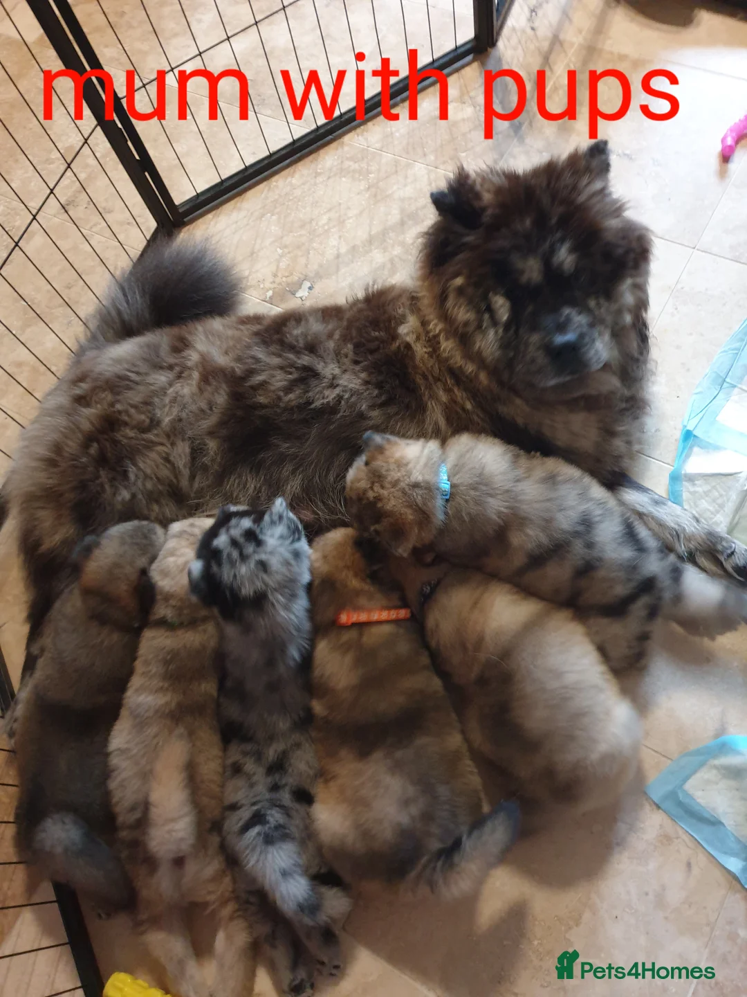 Mixed Breed dogs for sale: Hybrid chowchow/alaskan malamute  - Advert 2