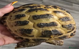 Tortoise reptiles for sale: 1x Horsefield Male Tortoise - Image 1