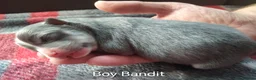 Pomsky dogs for sale: Micro F4 blue pomsky pup's  - Advert 10