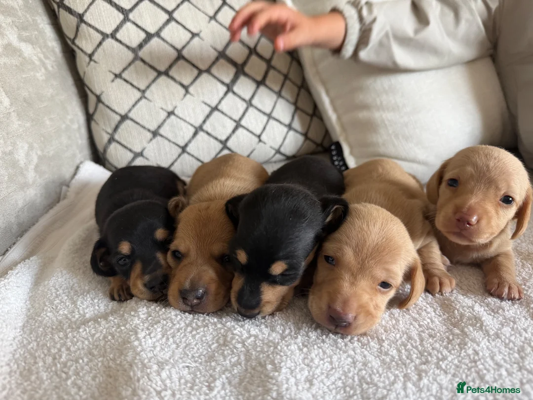 Dachshund dogs for sale: Cream dachshund puppies long hair  - Advert 2