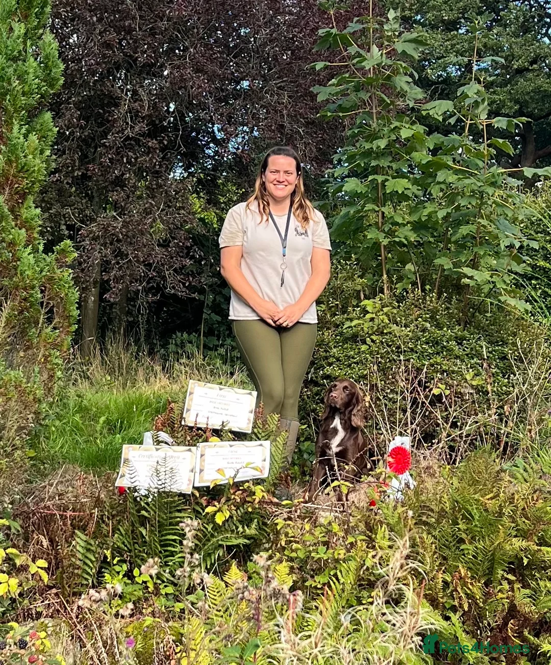 Cocker Spaniel dogs for stud: Cocker spaniel for stud extensively health tested  in Shrewsbury - Advert 18
