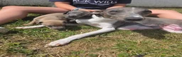 Italian Greyhound dogs for sale: 6 Beautiful Italian Greyhound Puppies  - Advert 6