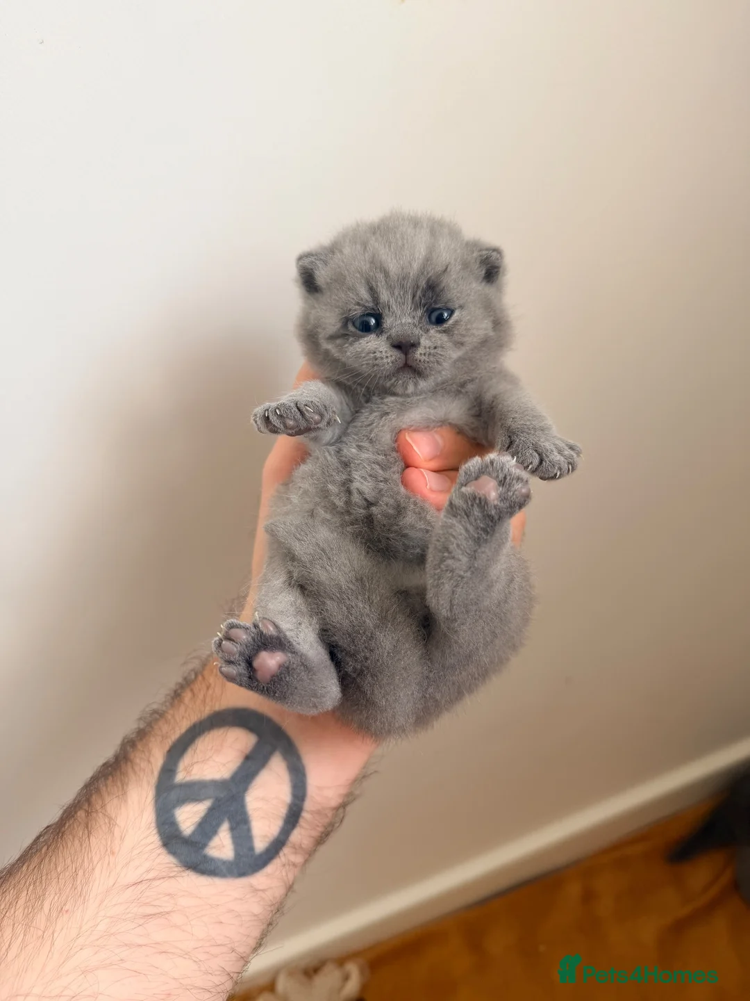 British Shorthair cats for sale: 👑 Stunning British Shorthair Kittens with GCCF 🐾 - Advert 16