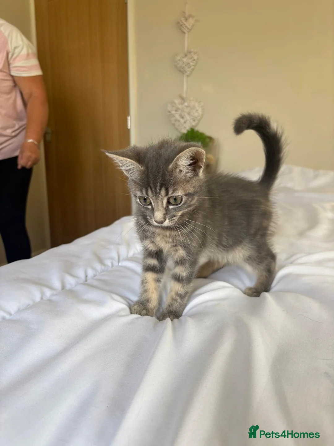 Mixed Breed cats for sale: Beautiful blue kittens in Salisbury - Advert 4