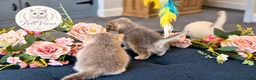 British Longhair cats for sale: Last boy Available- Golden Lilac BHS Ready Now !  - Advert 22