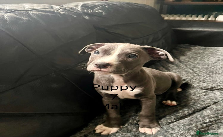 Staffordshire Bull Terrier dogs - Advert 3