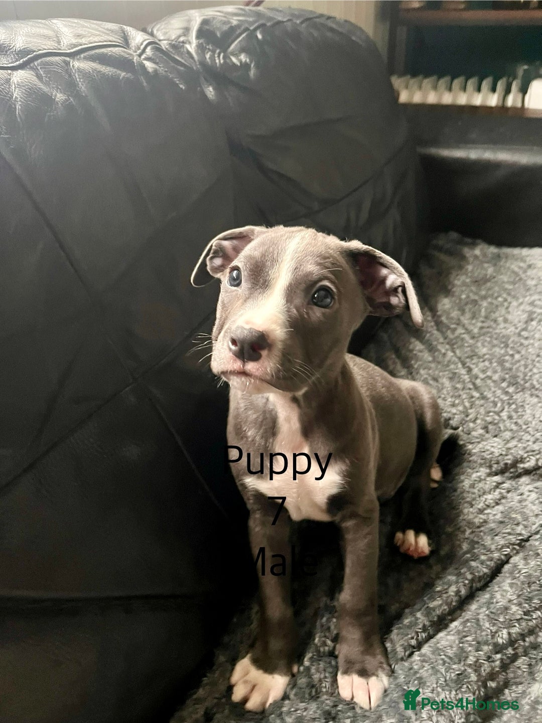 Staffordshire Bull Terrier dogs for sale: Beautiful Staffy puppies  - Image 1