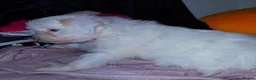 Mixed Breed dogs for sale: little poodle boy  - Advert 5