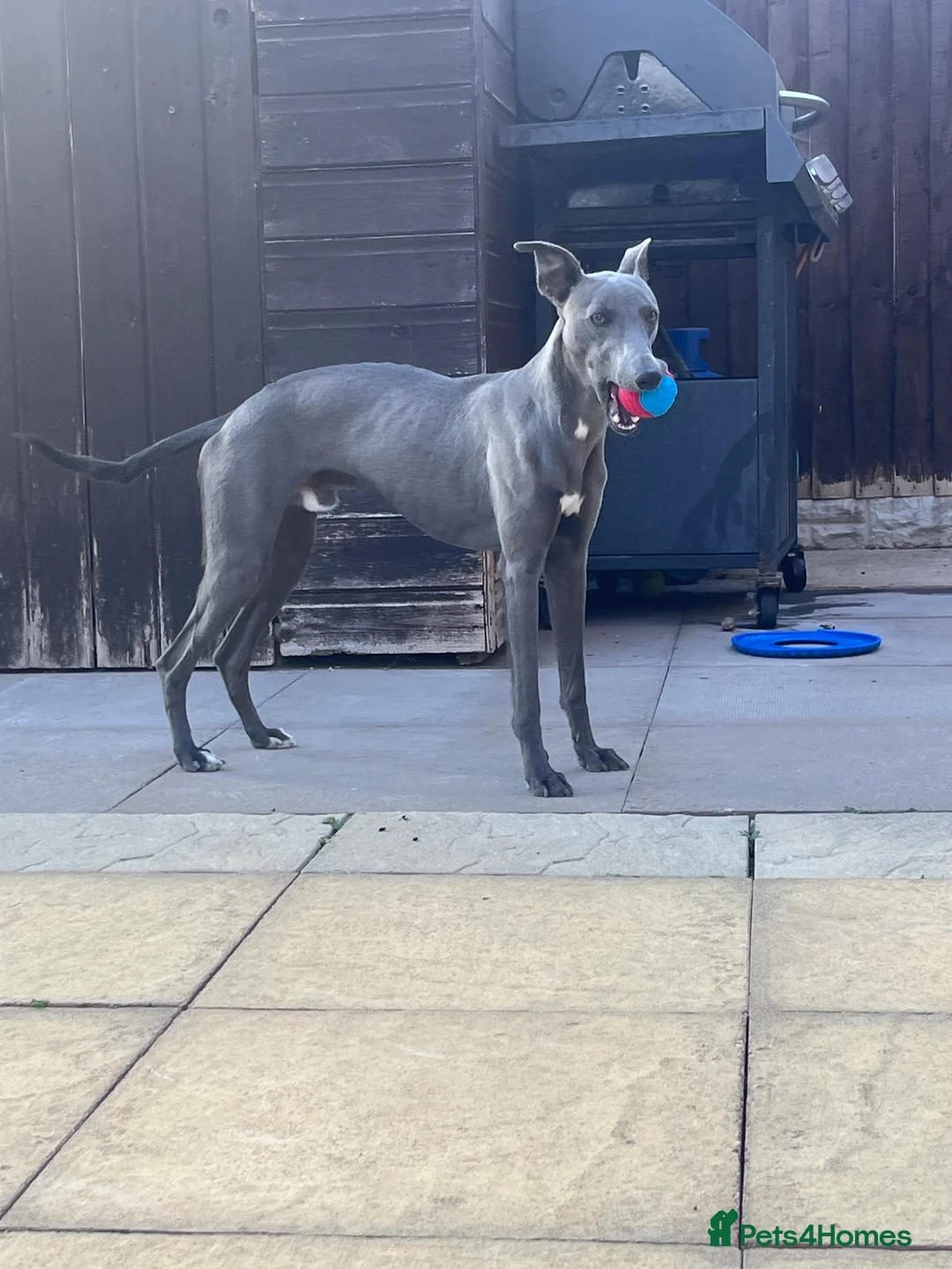 Whippet dogs for sale: Blue male whippet  - Advert 2