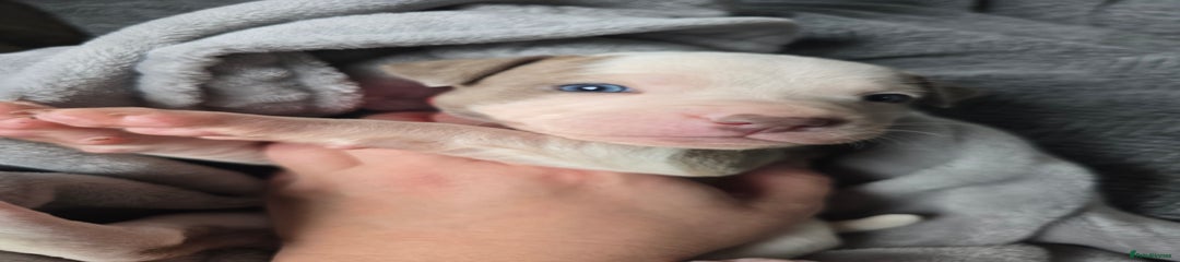 Staffordshire Bull Terrier Puppy 4