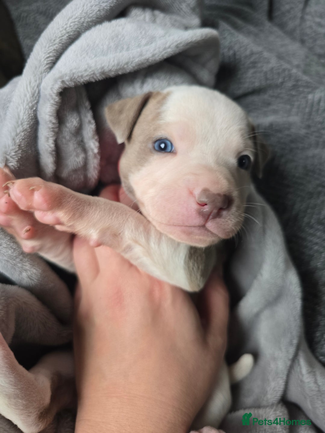 Staffordshire Bull Terrier dogs for sale: Staffordshire Bull Terrier  - Advert 7