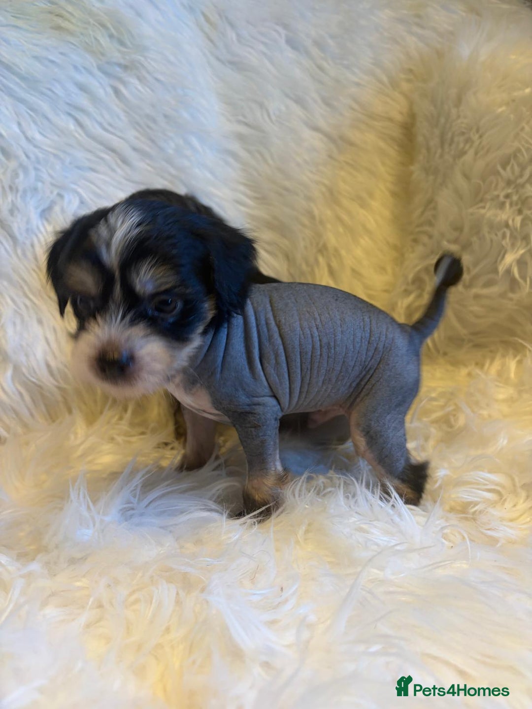Chinese Crested dogs for sale: KC Reg Chinese created puppies - Advert 18