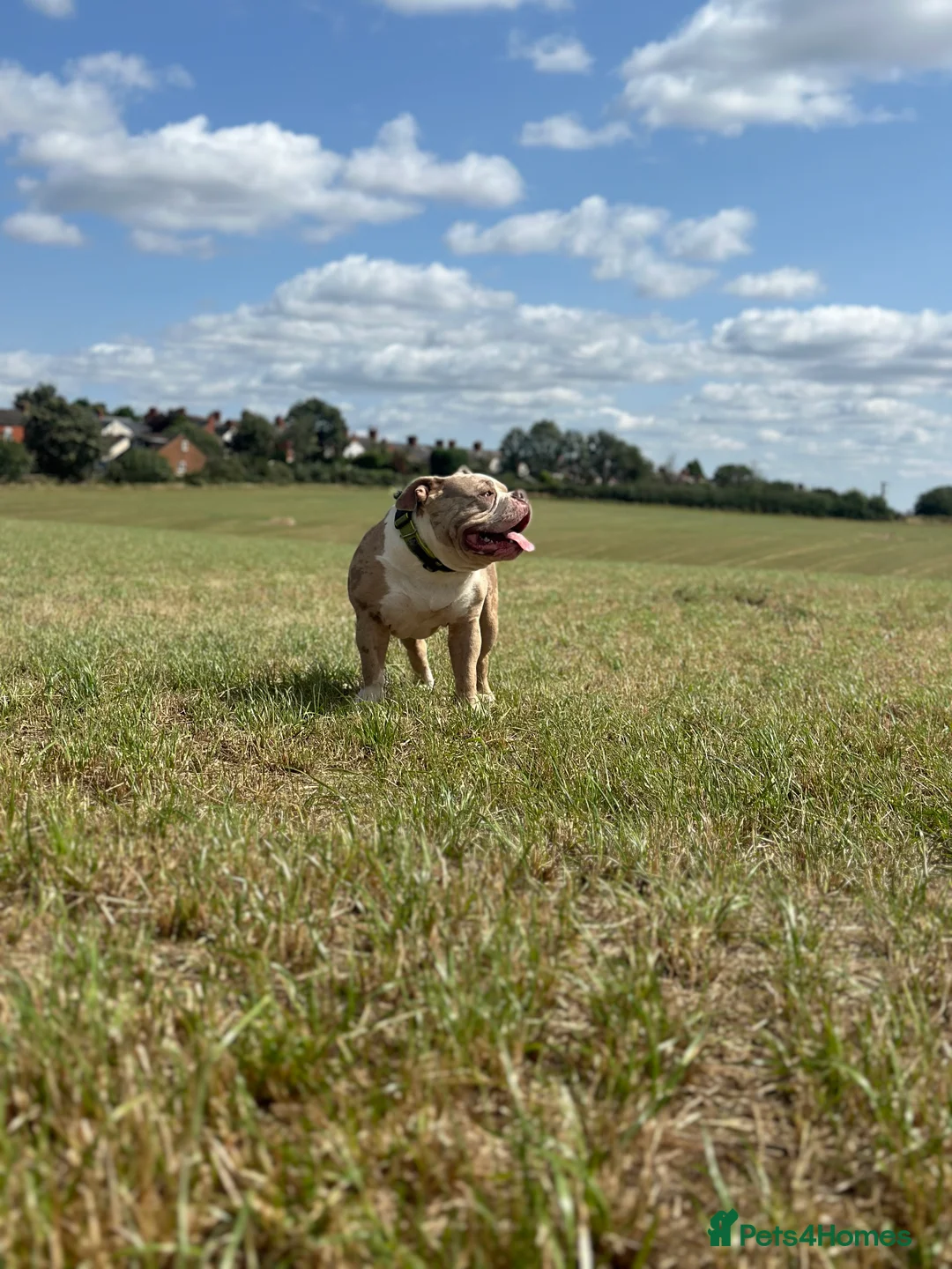 American Bully dogs for stud: Merle ABKC american pocket bully stud in Leicester - Advert 15