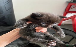 Ragdoll cats for sale: Ragdoll mix  - Image 5