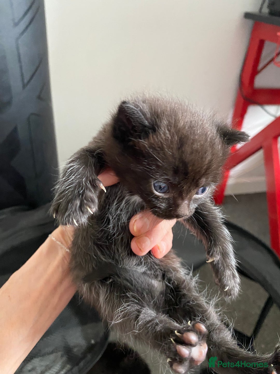 Ragdoll cats for sale: Ragdoll mix  - Image 5