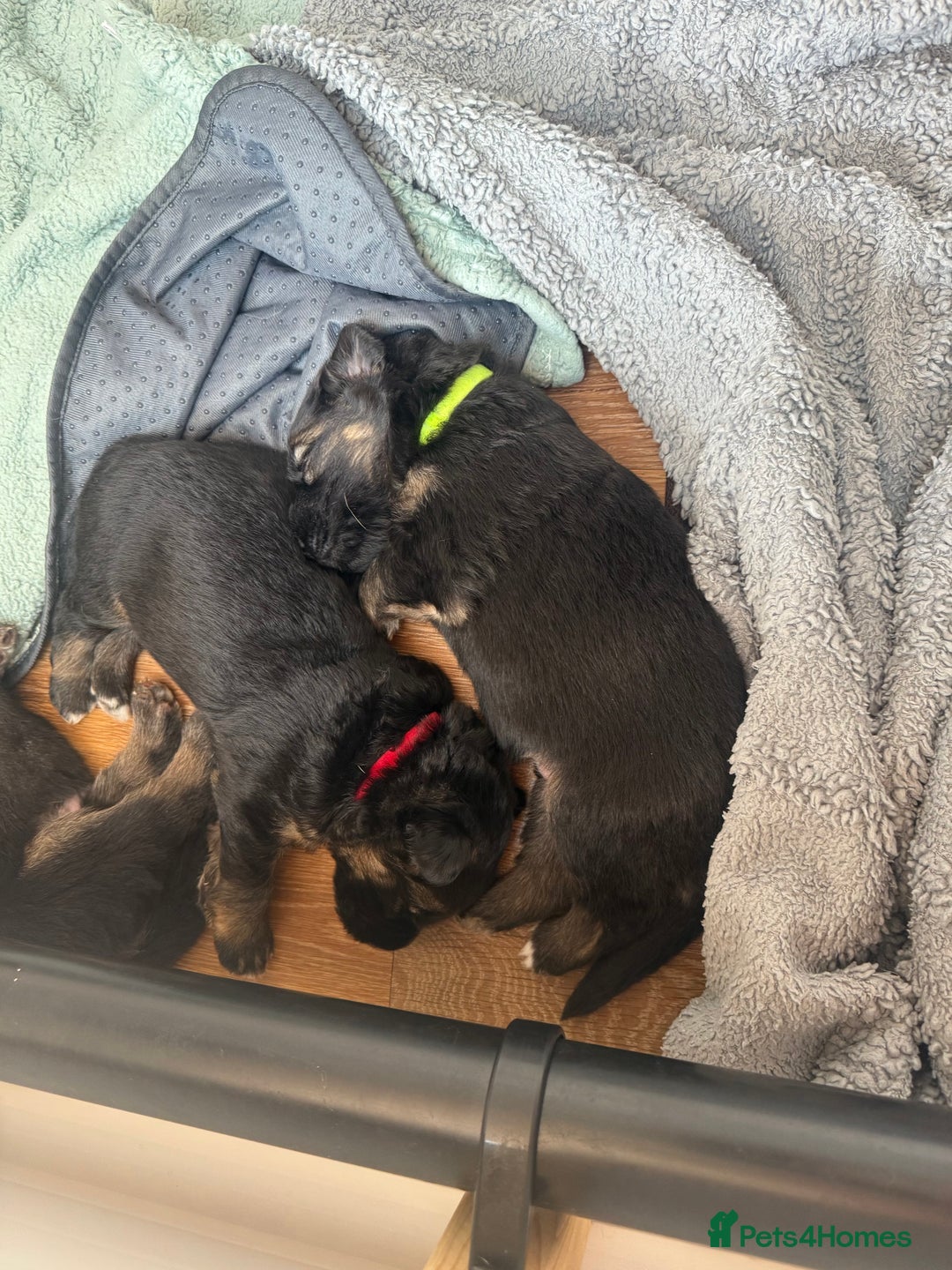 German Shepherd dogs for sale: Only 1 boy left Kc German Shepherd Puppies in Canvey Island - Image 9