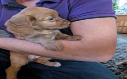 Cocker Spaniel dogs for sale: Golden cocker spaniel - Image 3
