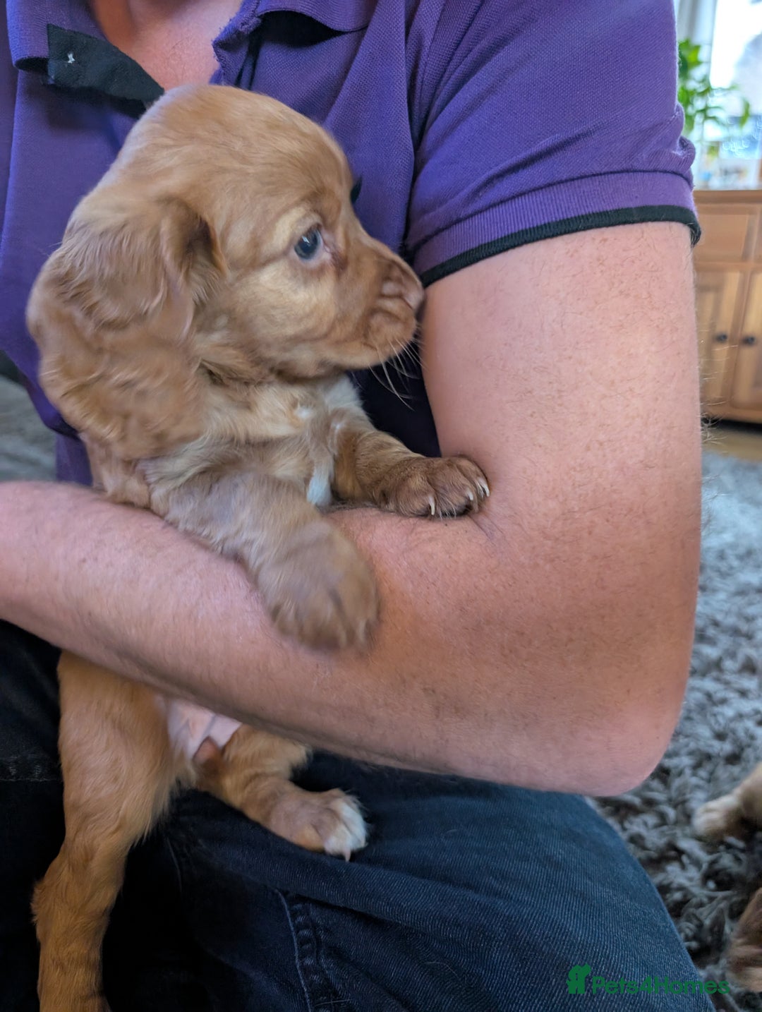 Cocker Spaniel dogs for sale: Golden cocker spaniel - Image 3
