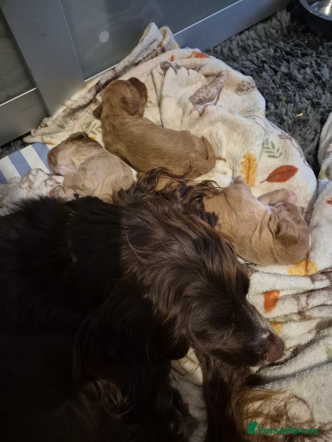 Cockapoo dogs for sale: Beautiful fb1 cockerpoos - Image 2