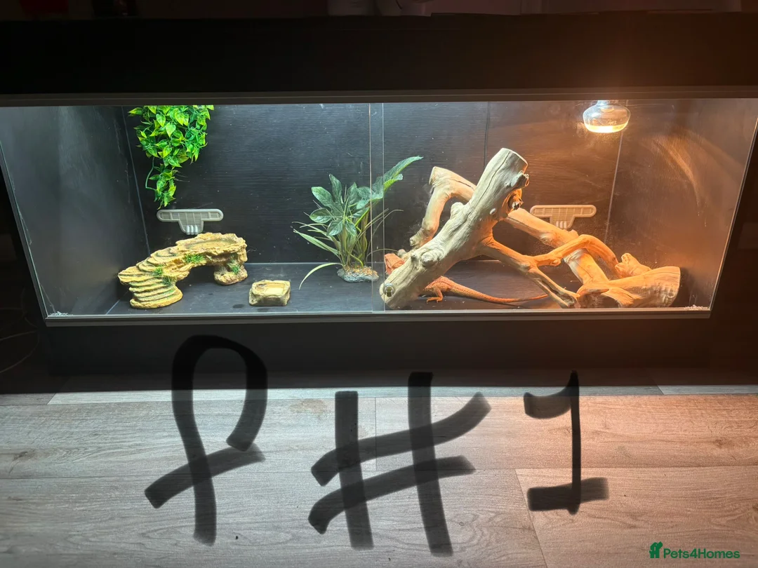 Bearded Dragon reptiles for sale: 3 bearded dragons  - Advert 2