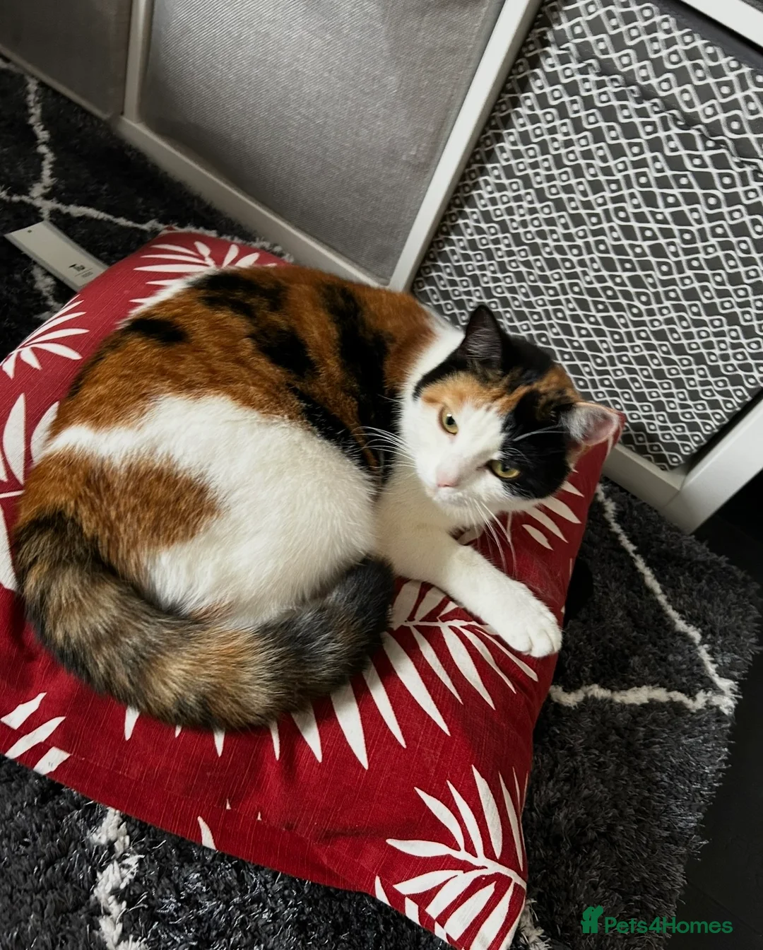 Mixed Breed cats for sale: Beautiful 3 year old cat ***free*** - Advert 2