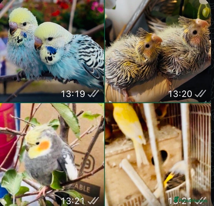 Mixed Breed birds for sale: BARGAIN Baby, tame, breeding birds clearance - Advert 9