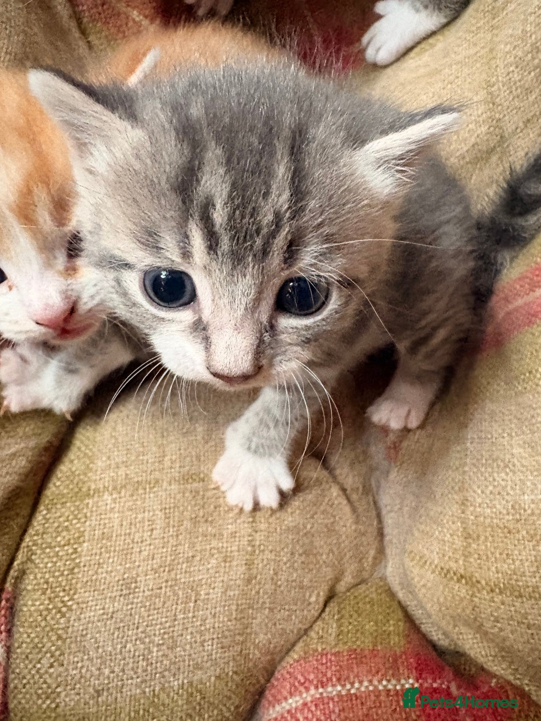 Mixed Breed cats for sale: 6 gorgeous kittens for sale  - Advert 3