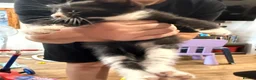 British Shorthair cats for sale: British blue short hair cross kittens - Advert 8