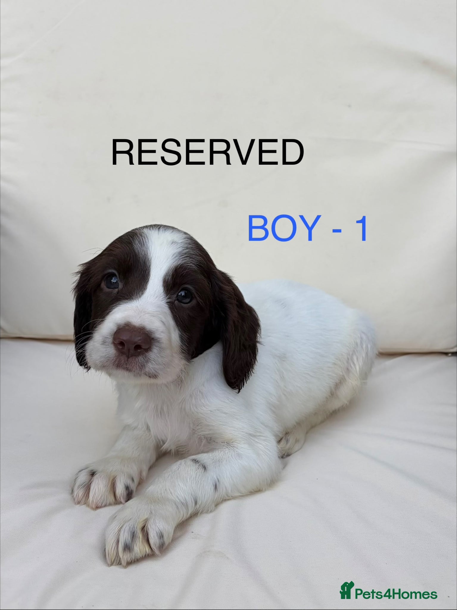 English Springer Spaniel dogs Cheeky Springer Spaniel Pups  - Advert 2