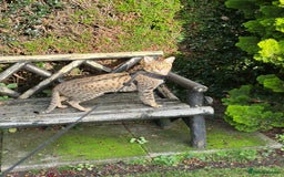Savannah cats for sale: Savannah F4 girl kittens - Image 20