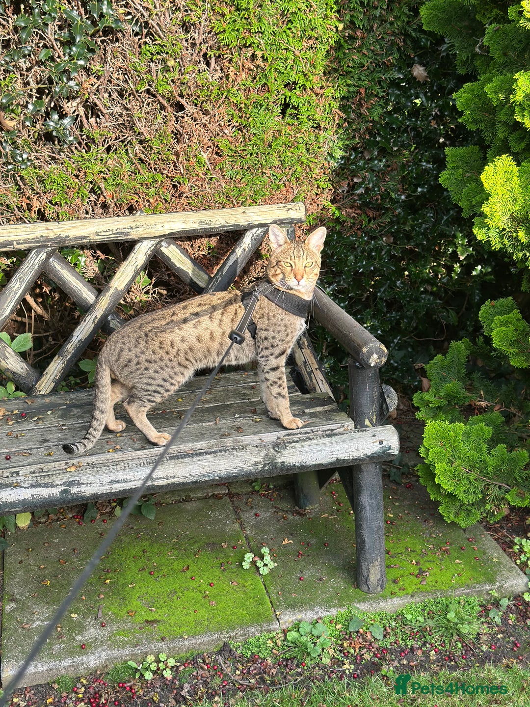 Savannah cats for sale: Savannah F4 girl kittens - Image 20