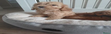 Cavapoo 4