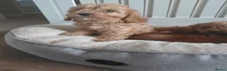 Cavapoo dogs for sale: Cavapoo  - Advert 10
