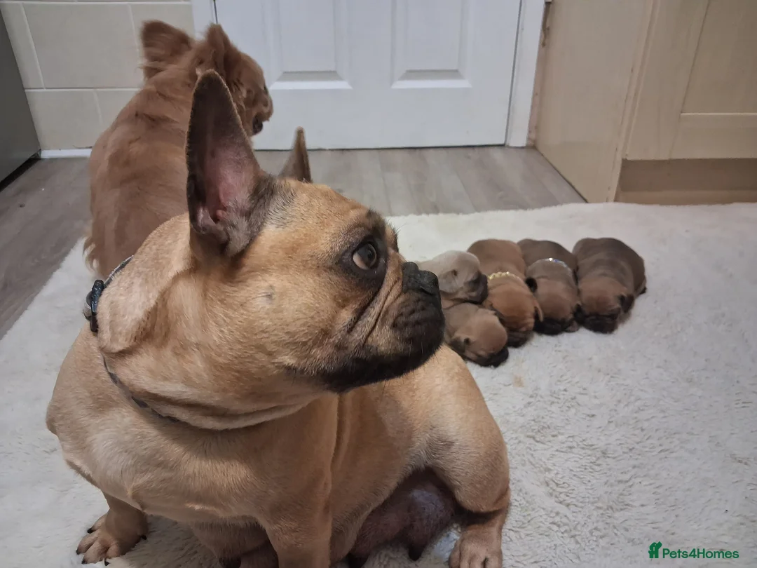 French Bulldog dogs for sale: French Buldog puppy's  - Advert 21