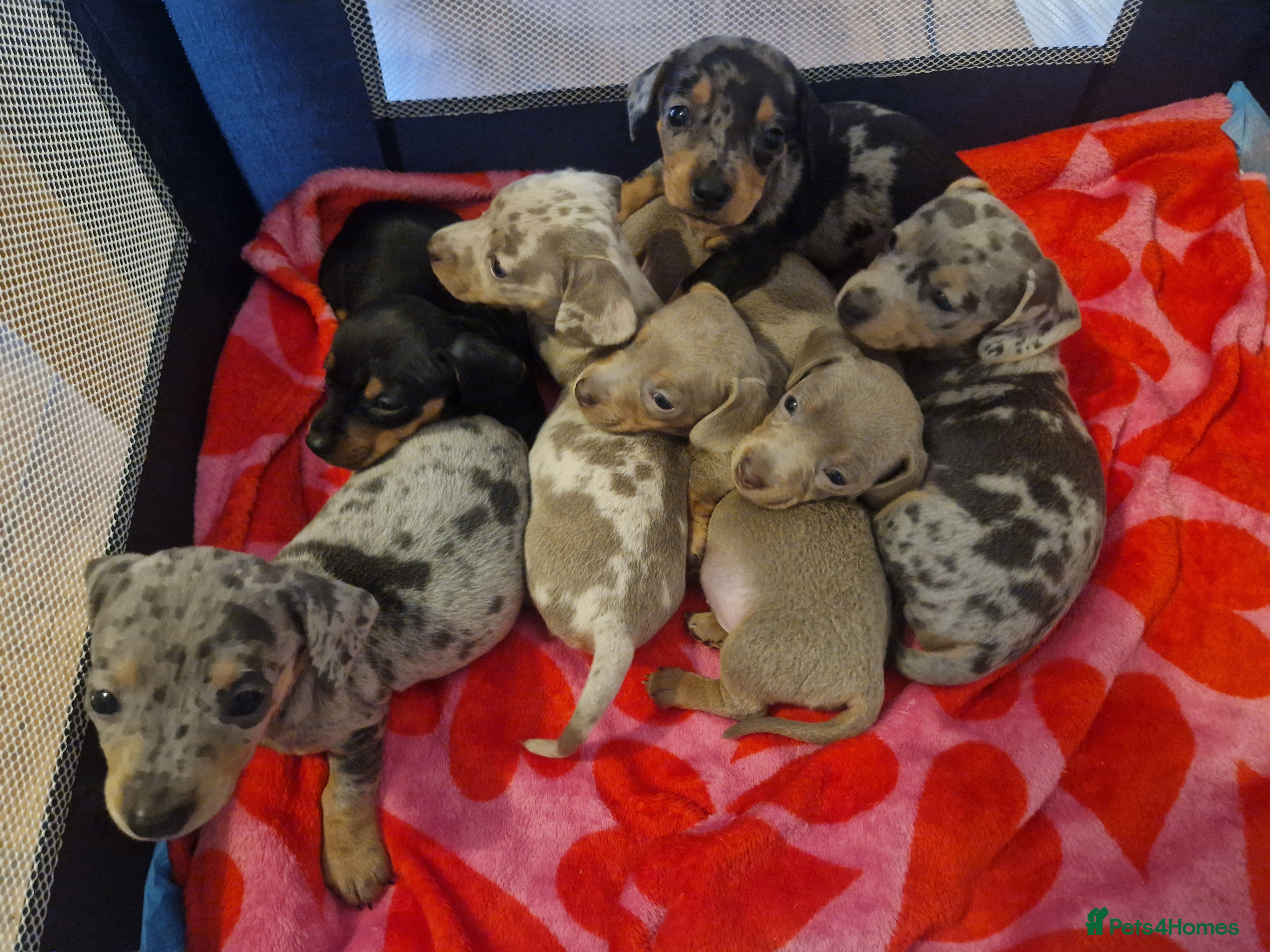 Dachshund dogs Beautiful litter of mini dachshunds  - Advert 15