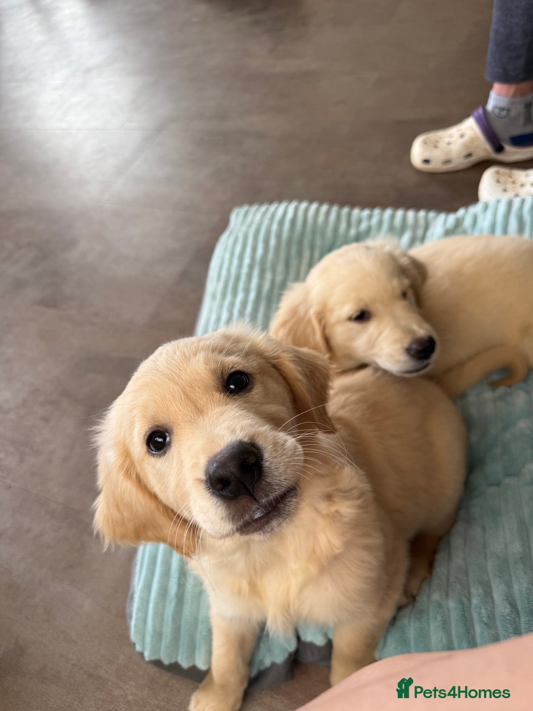 Golden Retriever dogs for sale: KC registered/Health tested Golden Retrievers  - Image 12