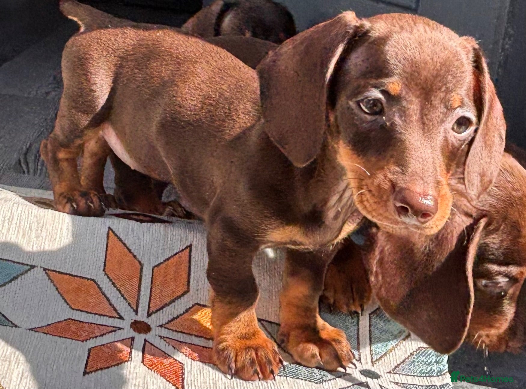 Miniature Dachshund dogs Chocolate and tan miniature dachshunds - Advert 2