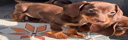 Miniature Dachshund dogs for sale: Chocolate and tan miniature dachshunds - Advert 1