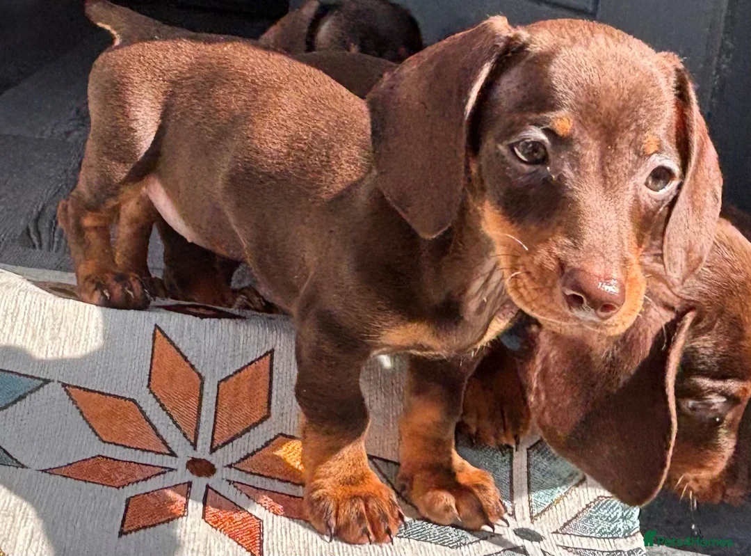 Miniature Dachshund dogs for sale: Chocolate and tan miniature dachshunds - Advert 1