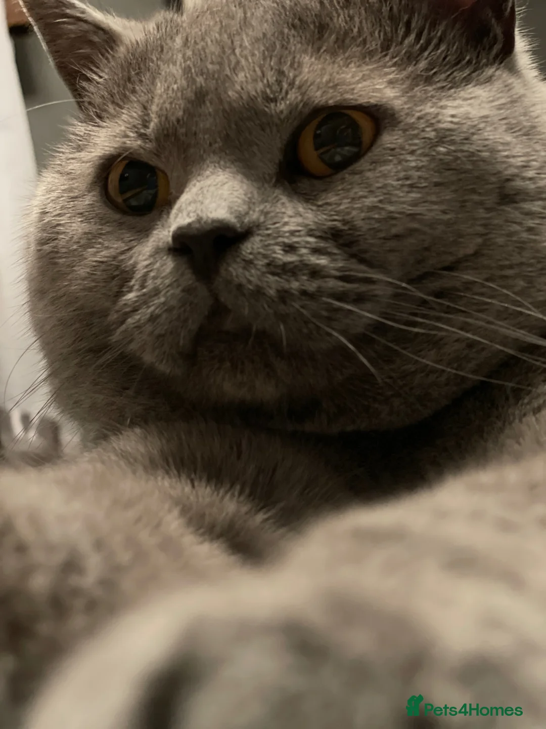 British Shorthair cats for stud: GCCF Active Registered Blue British Shorthair in Bristol - Advert 12