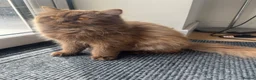 British Longhair cats for sale: Cinnamon British long hair girl 🧡🩷 - Advert 4