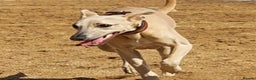 Whippet dogs for stud: Whippet for stud (KC reg; pedigree) Dorset. 20" in Sherborne - Advert 13