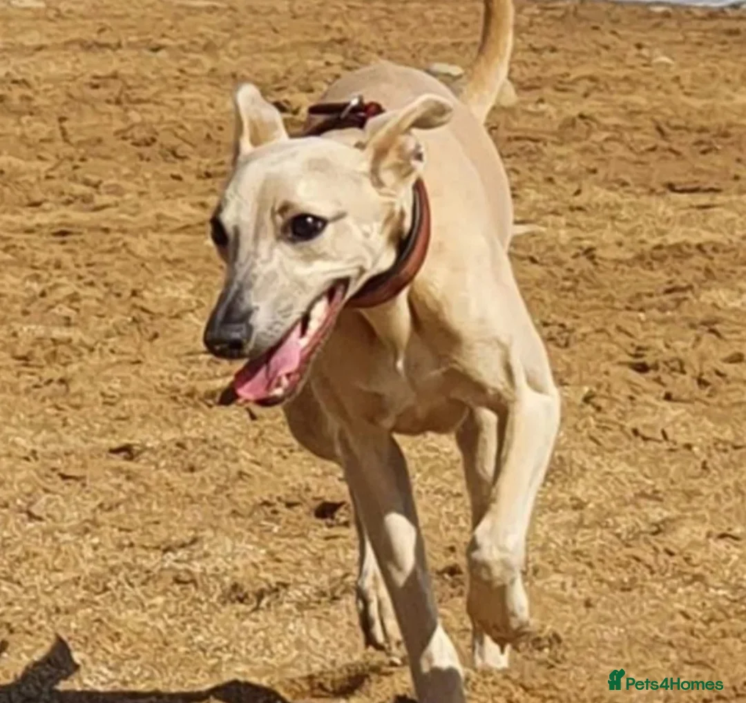 Whippet dogs for stud: Whippet for stud (KC reg; pedigree) Dorset. 20" in Sherborne - Advert 13