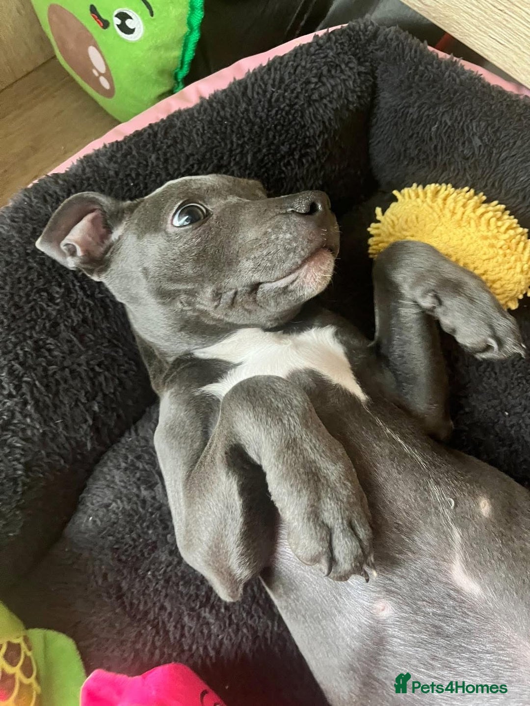 Staffordshire Bull Terrier dogs for sale: Beautiful female Staffordshire bull terrier  - Image 2