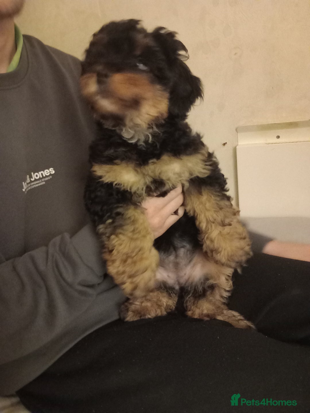 Mixed Breed dogs for sale: Jackapoo cross  - Advert 2