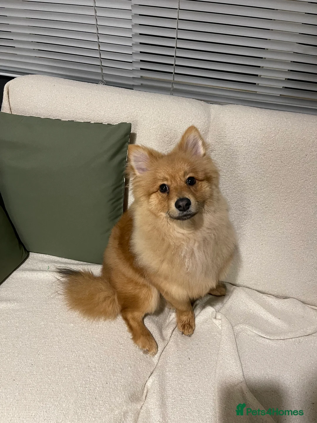 Pomeranian dogs for sale: 6 months Pomeranian looking for new home  - Advert 2