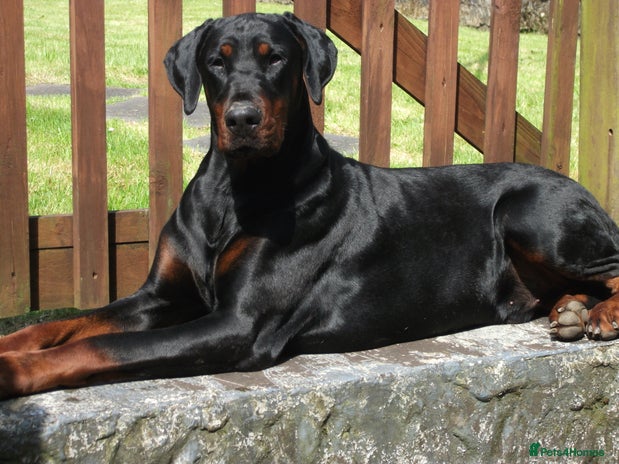 Dobermann dogs - Advert 1